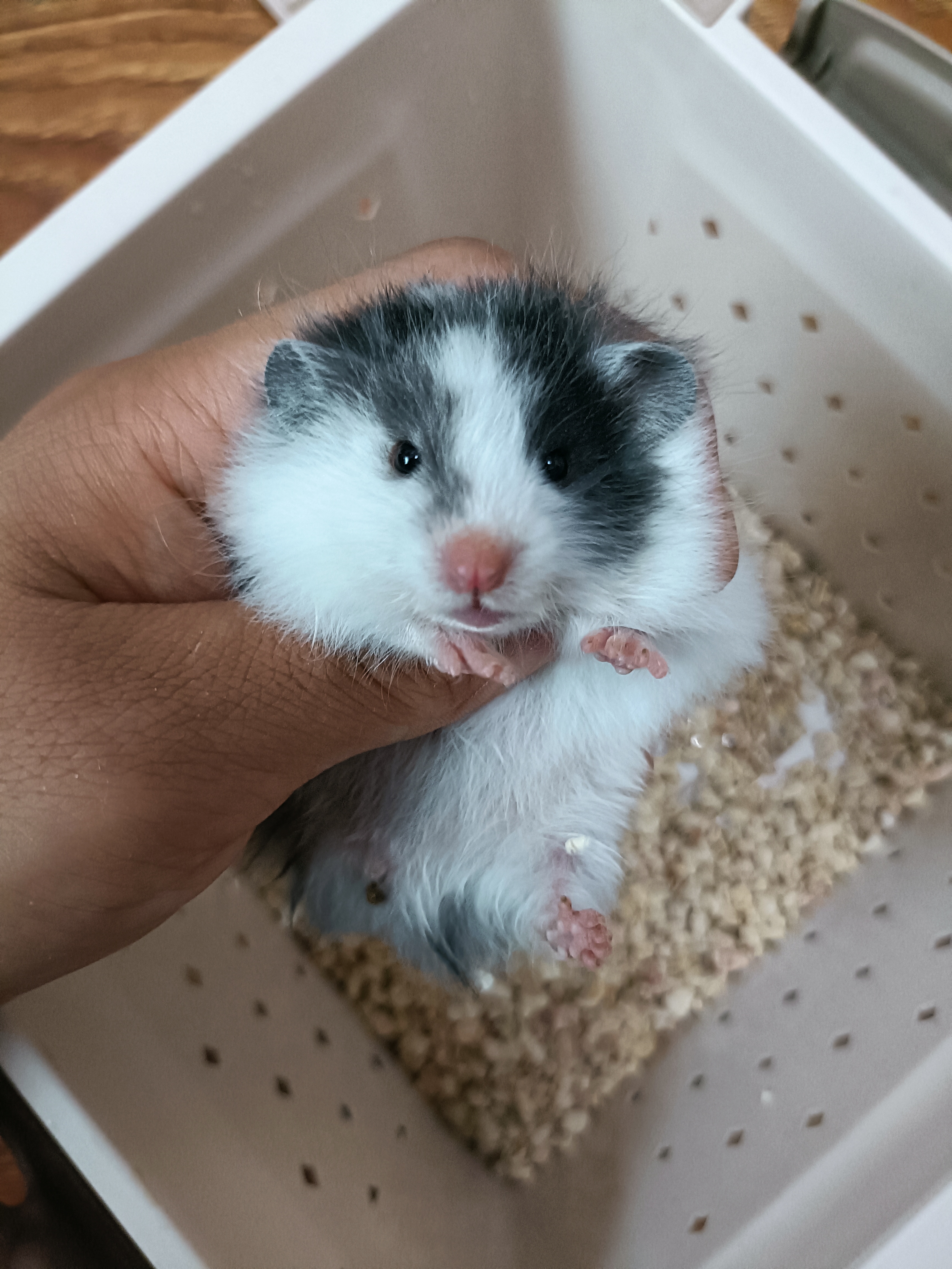 仓鼠